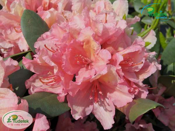 Rhododendron Brasilia